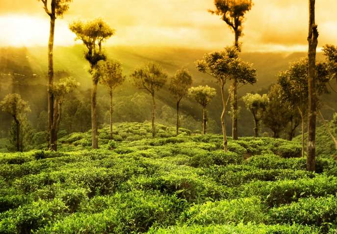 Pack Your Bags And Dive Into The Beauty Of Kerala