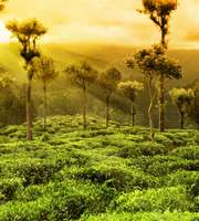 Munnar Tour Package From Trivandrum