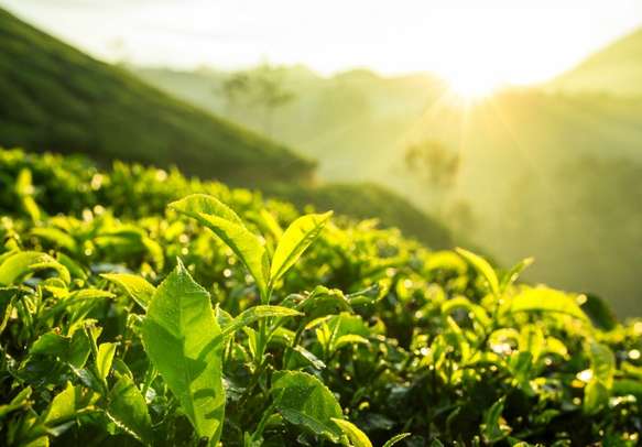 Green tea bud and fresh leaves in Munnar