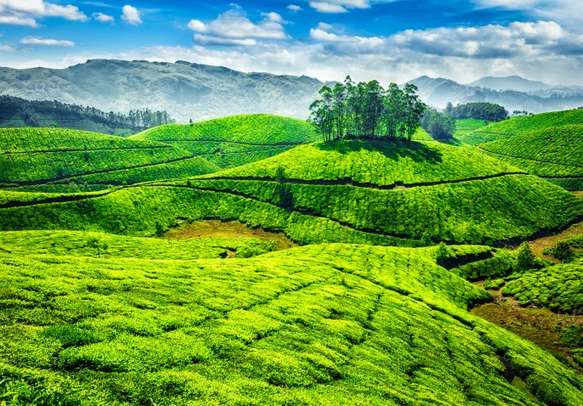 The tea planations of Munnar are a treat to watch