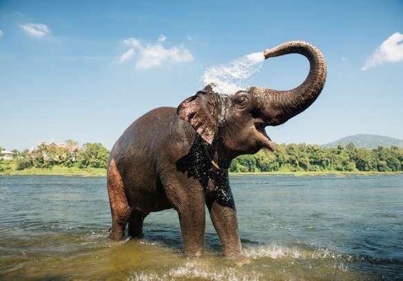 An elephant bathing in Thekkady