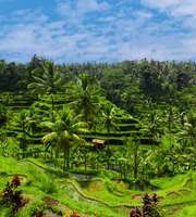 Alluring Bali Tour Package 