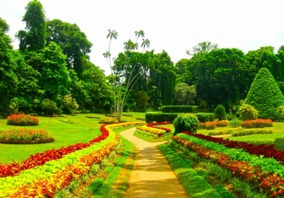 Royal Botanical garden Peradeniya
