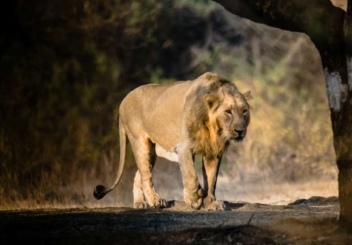 2 Lion Walking in Gir Forest National Park | HD Wallpapers