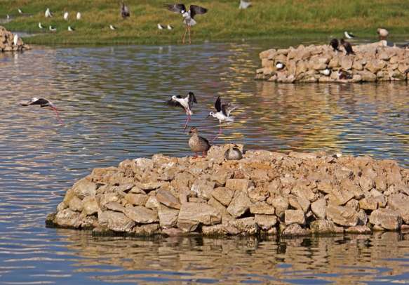 Spot-billed ducks in Porbandar bird sanctuary