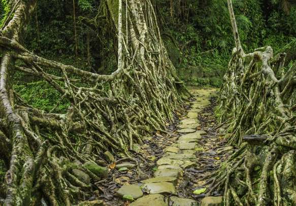 Take a walk over living root bridges