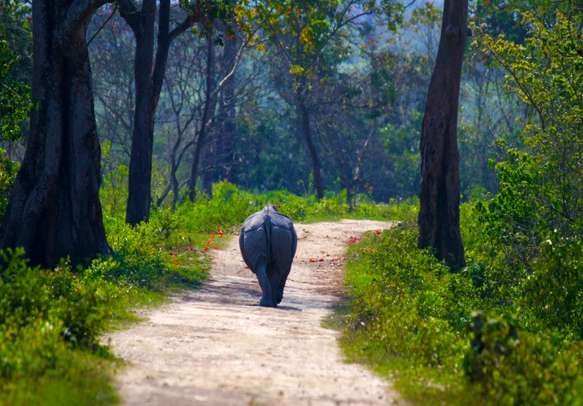 Don't miss out on the Kaziranga National Park in Assam