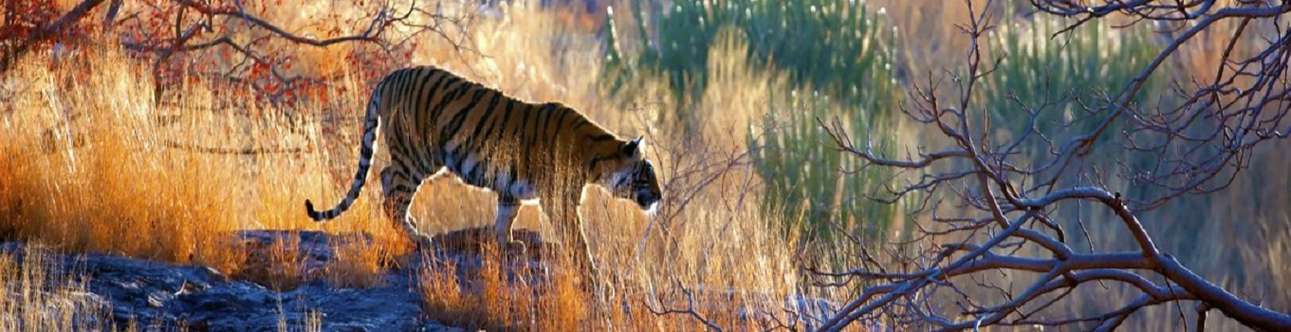 Enjoy wandering into the wild, looking for the elusive tiger
