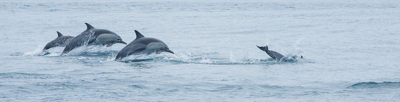 Enjoy the sight of dolphins in action at the Cherai Beach in Kochi