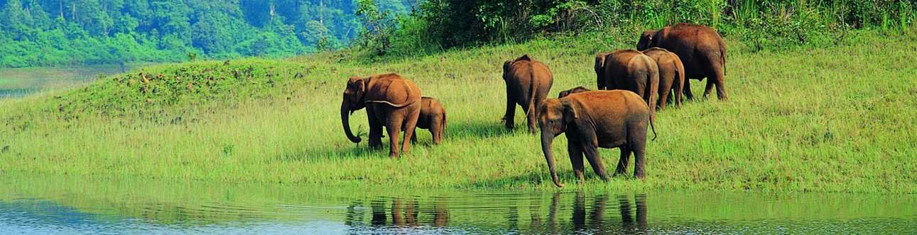 Witness the beauty of flora and fauna at Periyar Wildlife Sanctuary in Thekkady