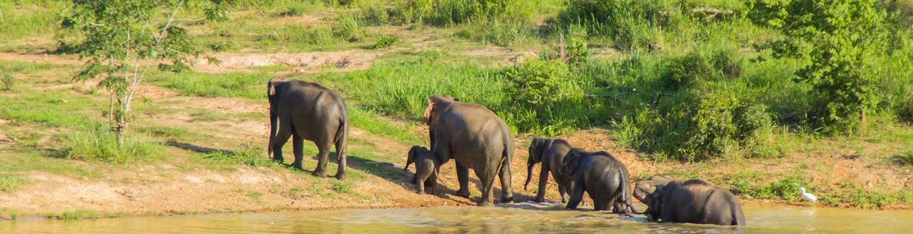 The wildlife of Chinnar Wildlife Sanctuary in Munnar amazes you