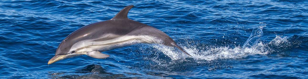 	Enjoy your dolphin cruise at Goa