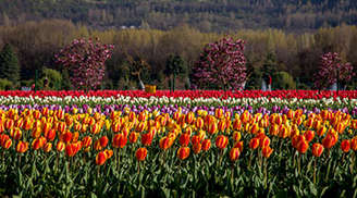 The Tulip Garden in Kashmir is a must visit in the city