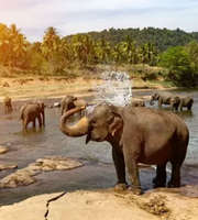 Sri Lanka Family Vacation: Wildlife & Beaches