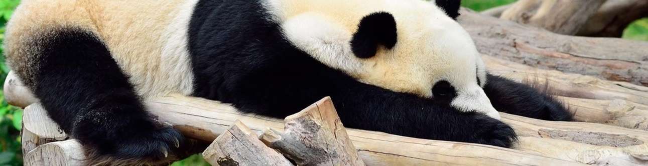 Hong Kong’s giant pandas at Ocean Park