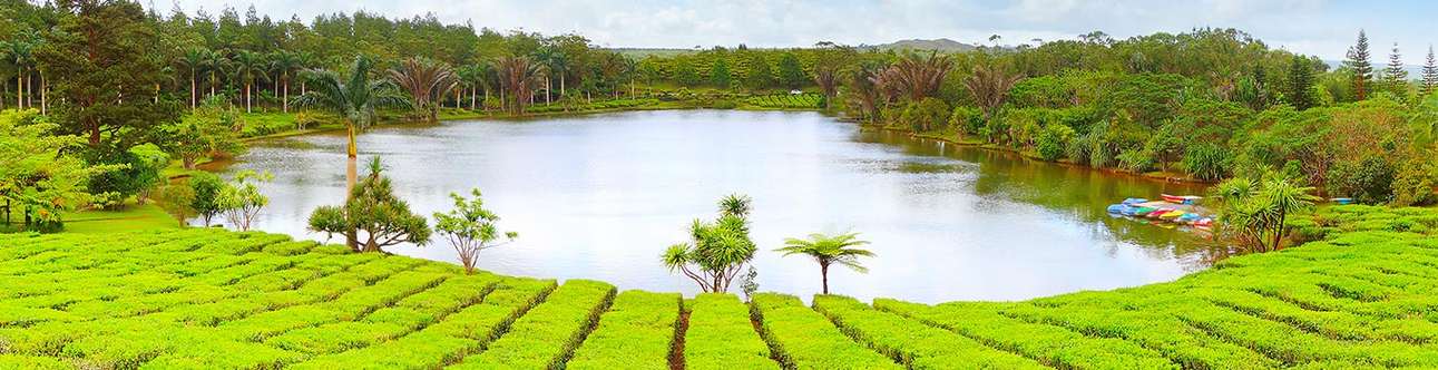 	Visit the tea plantations of Mauritius