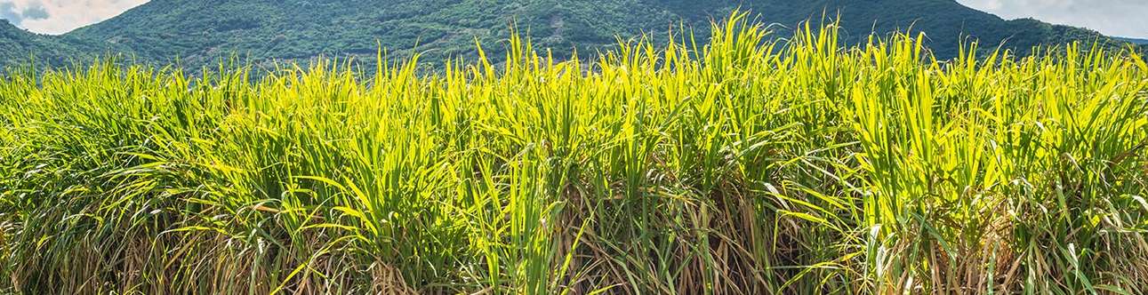 	Walk across the beautiful sugarcane fields
