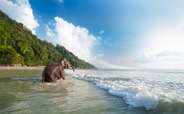 Bathing elephant on the tropical beach
