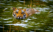 Tiger swimming in Jim Corbett