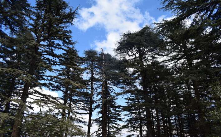 Dhanaulti Tour Package For 2 Nights 3 Days