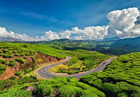 Scenic road in tea plantations of Munnar
