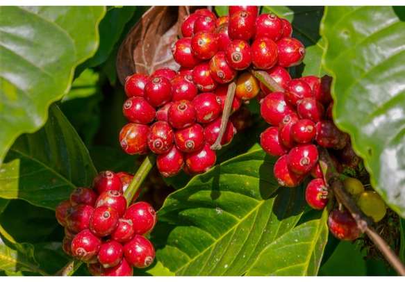 Bright bunch of native coffee beans