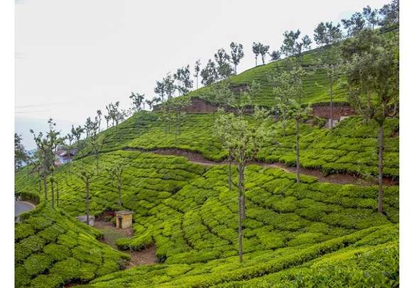 The lush tea plantations 