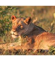 South Africa Tour Package with Safari