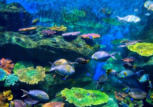 Watch marine life at Underwater World