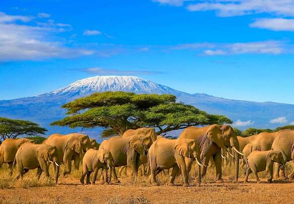 Spot majestic elephants in Kenya
