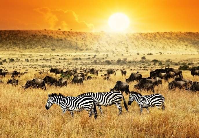 Rejuvenating Kenya Tour Package