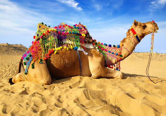 Enjoy camel ride in Rajasthan