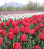 Kashmir Tour Package For 3 Nights 4 Days