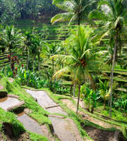 Bali Tour Package From Surat 