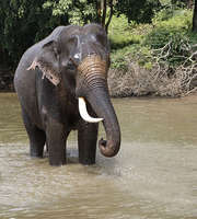 Coorg Kabini Wayanad Tour Package From Mangalore