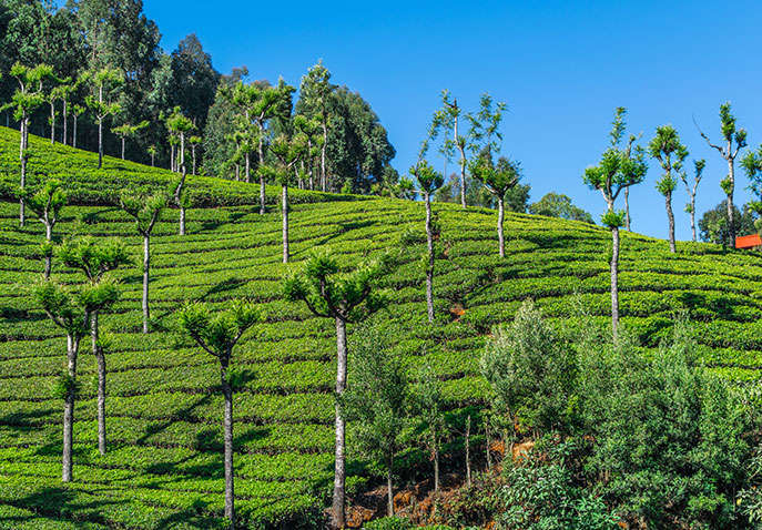 Ooty Tour Package From Bangalore