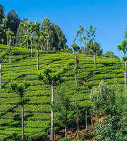 Ooty Packages From Pune