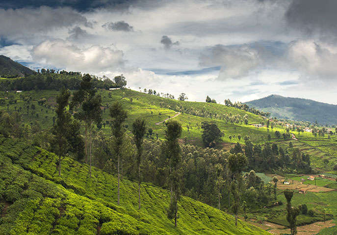chikmagalur tour packages from chennai