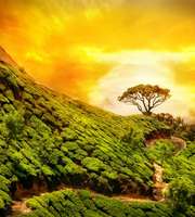 Kerala Tour Package From Coimbatore