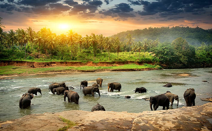 Exotic Sri Lanka Sightseeing Tour Package