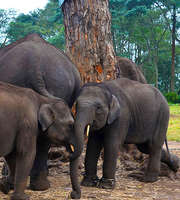 Bandipur Tour Package From Bangalore