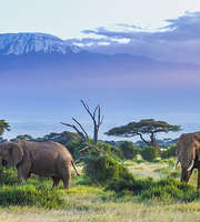 Charismatic Kenya Sightseeing Tour Package