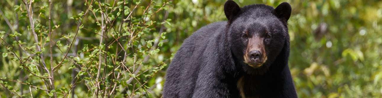 Black Bear Sanctuary In Hampi