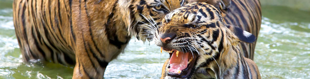 Tiger Kingdom In Phuket
