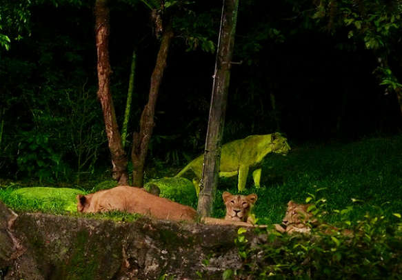 Watch safari lions in Langkawi