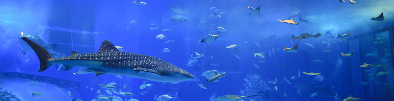 Visit the sea life aquarium in Auckland