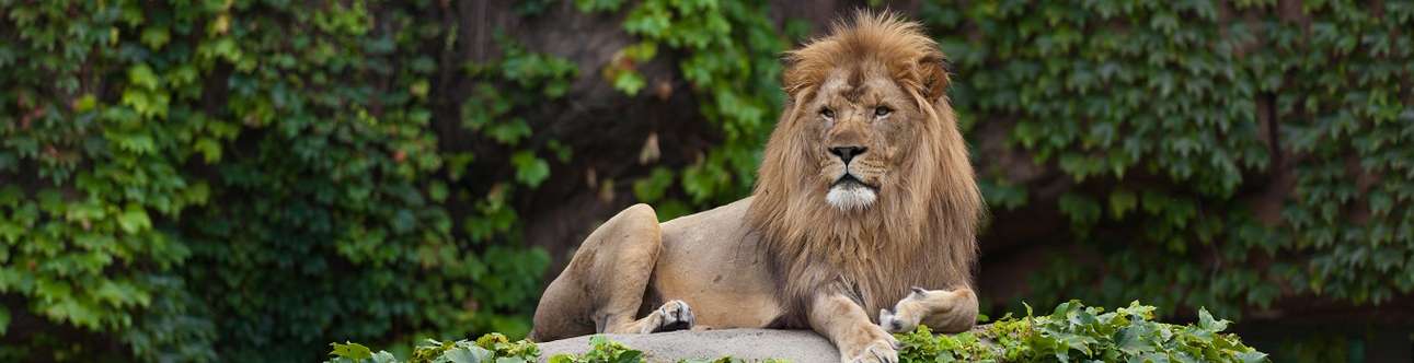 Visit the Lincoln Park Zoo In Chicago