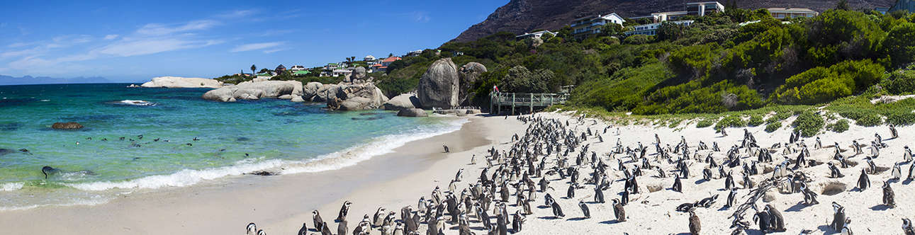 Visit the Boulders Beach in Cape Town