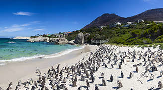 Have amazing time at the Boulders Beach in Cape Town