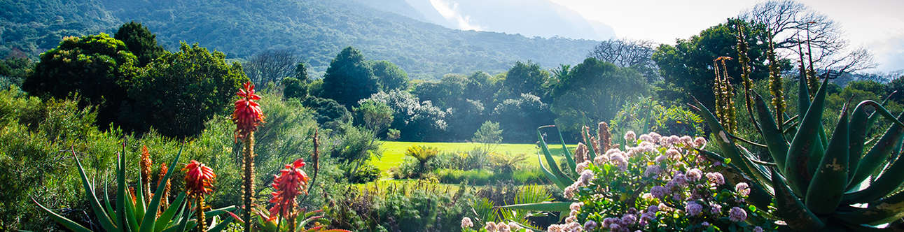 Visit the Kirstenbosch Gardens in Cape Town